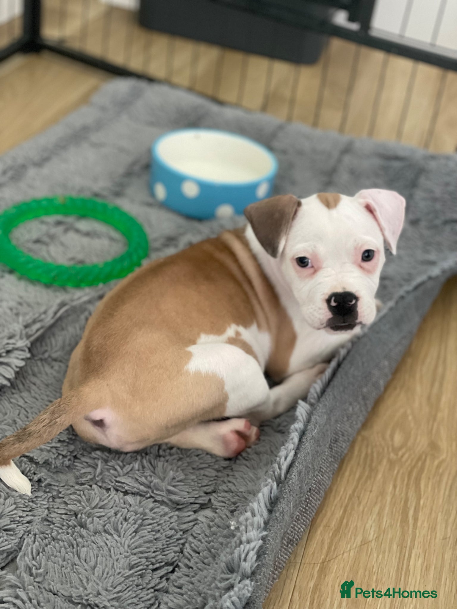 Mixed Breed dogs 1/7 gorgeous rare French American Bulldogs - Advert 4