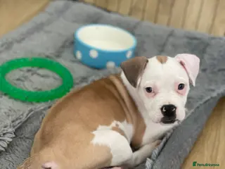 Mixed Breed dogs 1/7 gorgeous rare French American Bulldogs - Advert 4