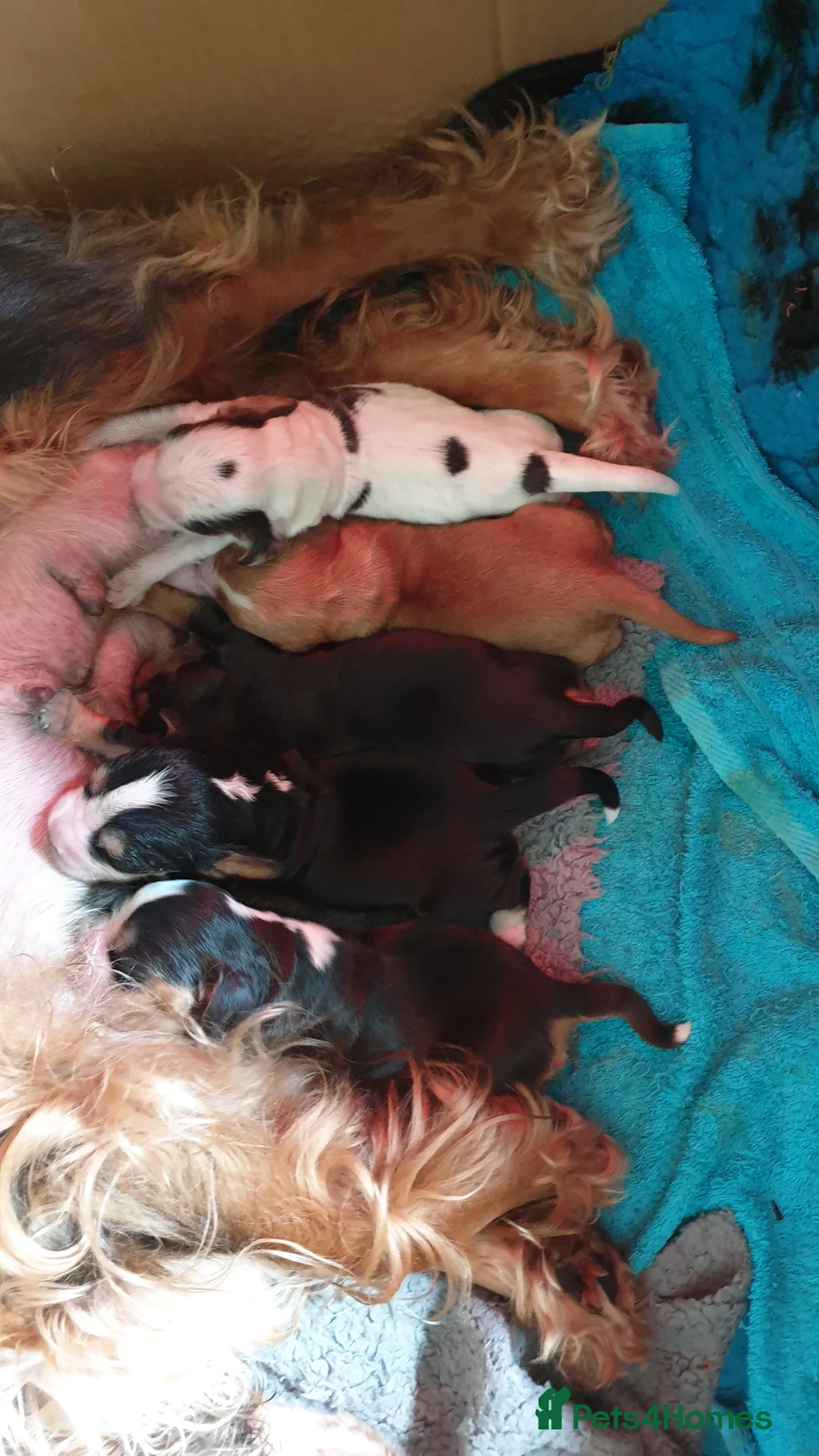 Cocker Spaniel dogs for stud: Stunning Sable, Show Cocker Stud,  Health Tested. in Market Drayton - Advert 33