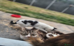 Domestic Shorthair cats for sale: Female kittens - Image 6