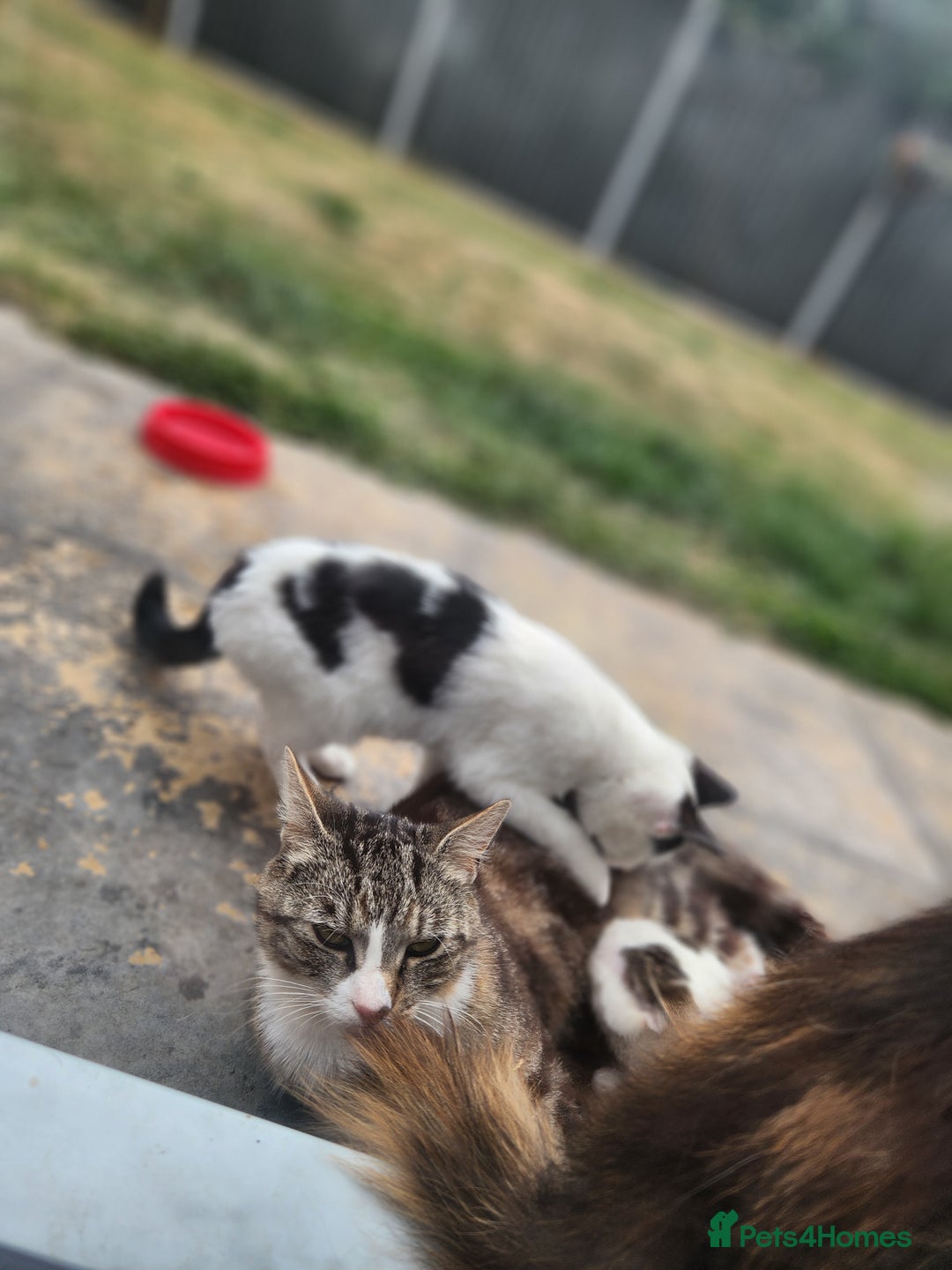 Domestic Shorthair cats for sale: Female kittens - Image 6