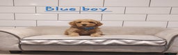 Cavachon dogs for sale: Cavapoochon puppies 🥰 - Advert 6