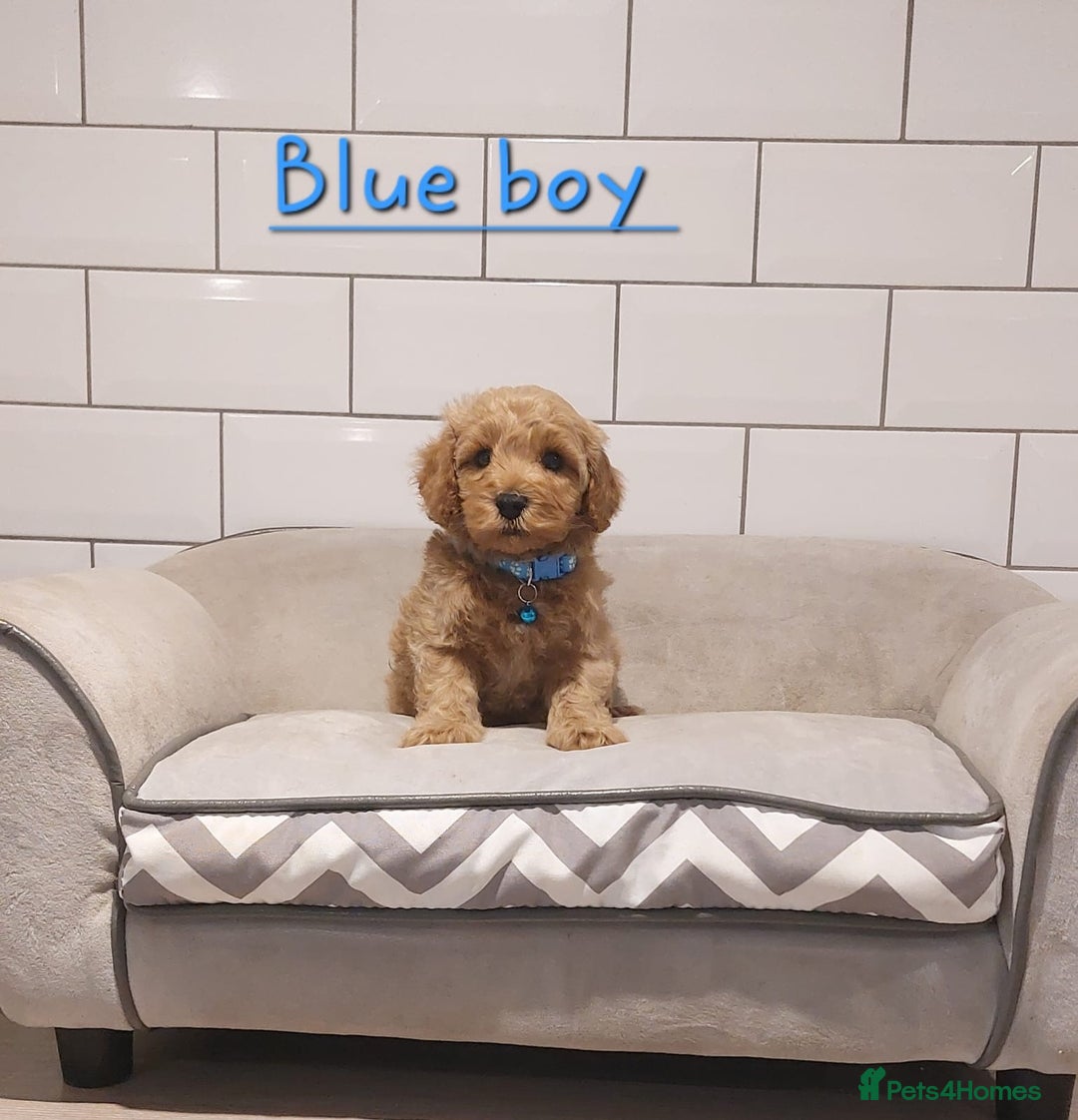 Cavachon dogs for sale: Cavapoochon puppies 🥰 - Advert 6