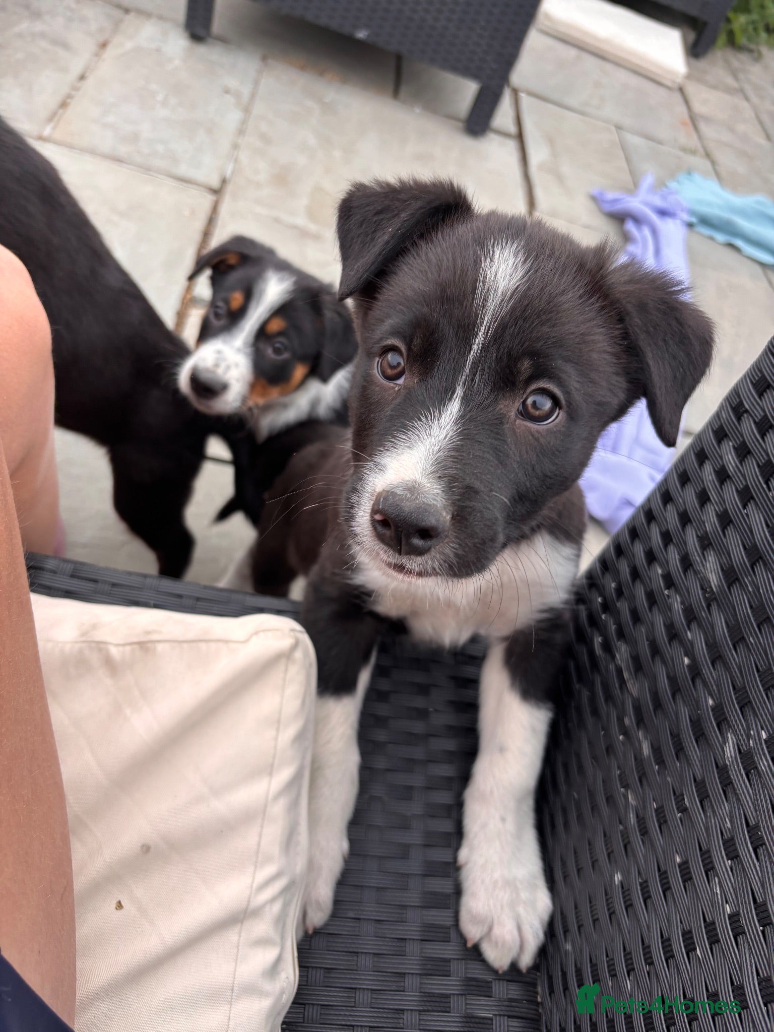 Border Collie dogs 9 Border Collie Puppies For Sale - Advert 5