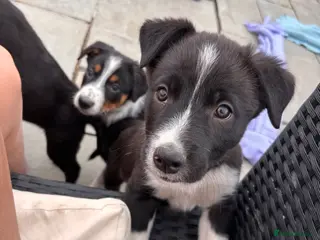 Border Collie dogs 9 Border Collie Puppies For Sale - Advert 5