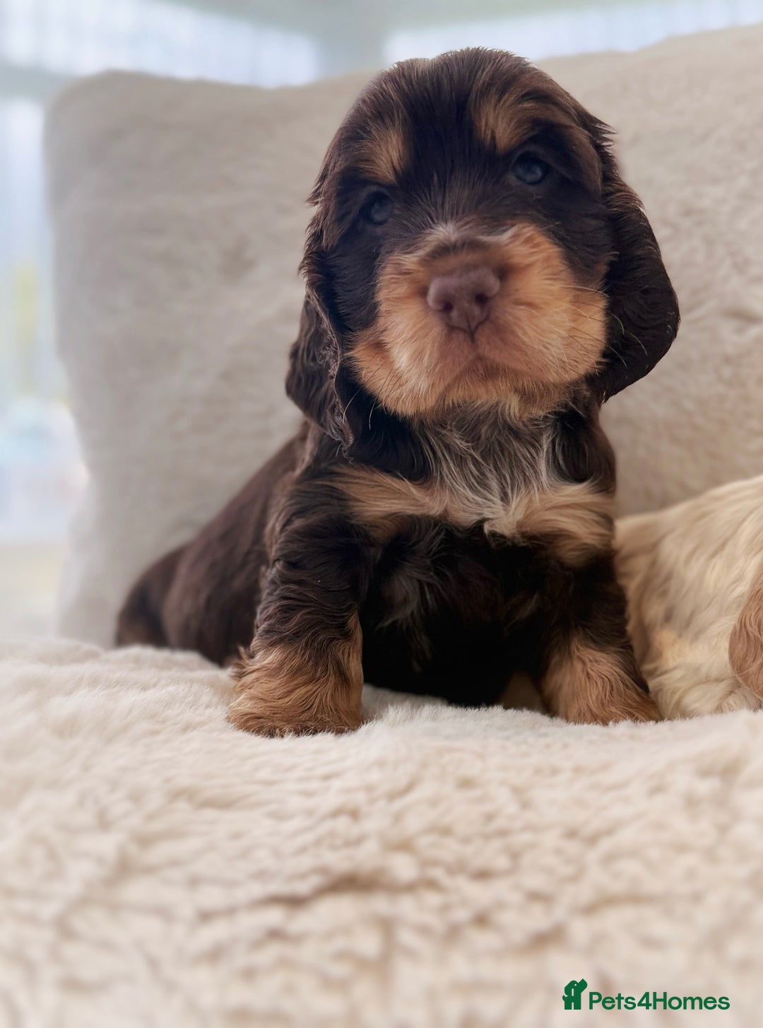 Cocker Spaniel dogs for sale: KC Registered Show Cocker Spaniel Puppies  - Image 5