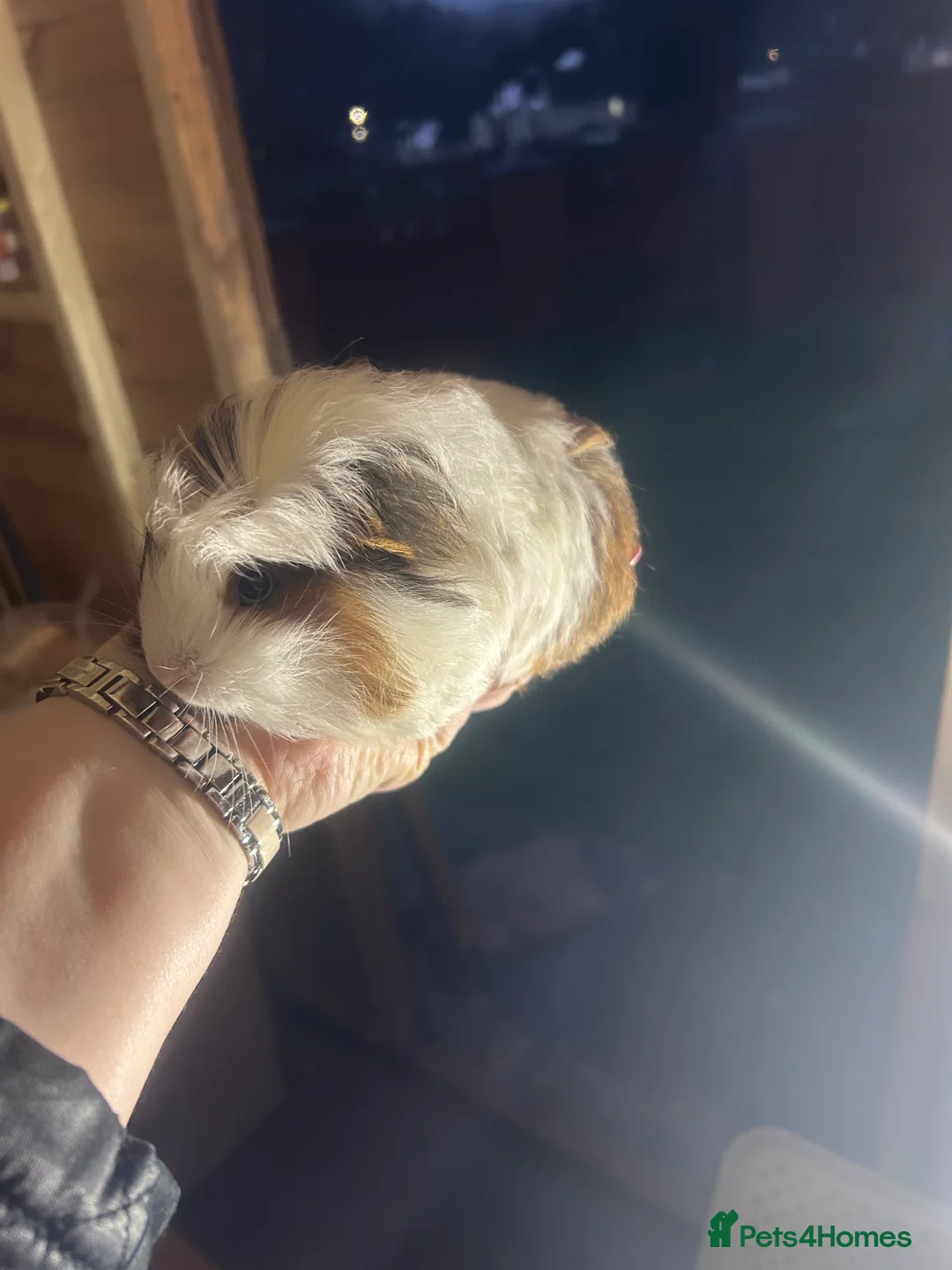 Guinea Pig rodents for sale: Longhair guineapigs  - Advert 11