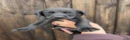 Labrador Retriever dogs for sale: READY TO LEAVE! 1 Black bitch 1 yellow dog left - Advert 14