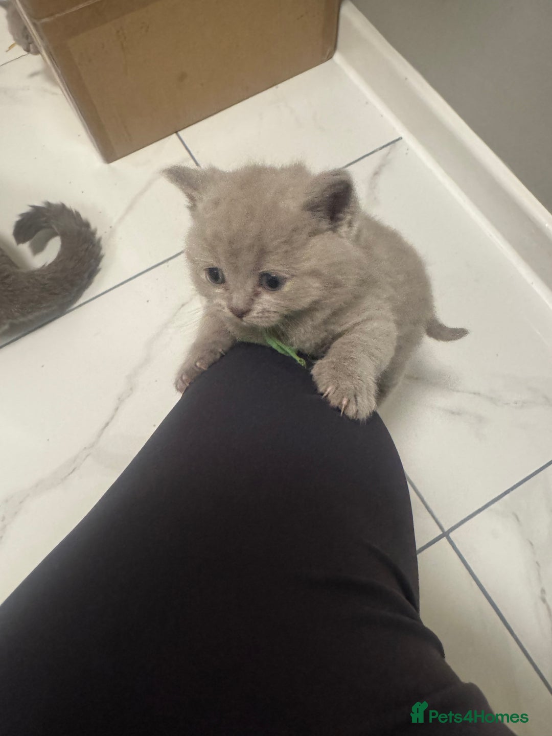 British Shorthair cats for sale: BRITISH SHORT HAIR LILAC KITTENS  - Advert 6