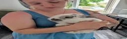 Mixed Breed rabbits for sale: Aries - free to a loving home  in Hertford - Advert 3