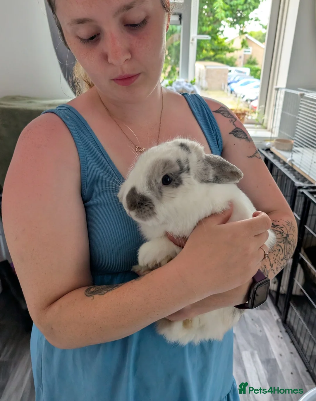 Mixed Breed rabbits for sale: Aries - free to a loving home  in Hertford - Advert 3