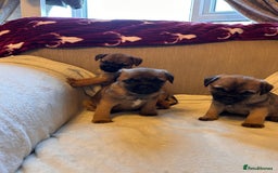 Border Terrier dogs for sale: Border terrier puppies for sale  - Image 16