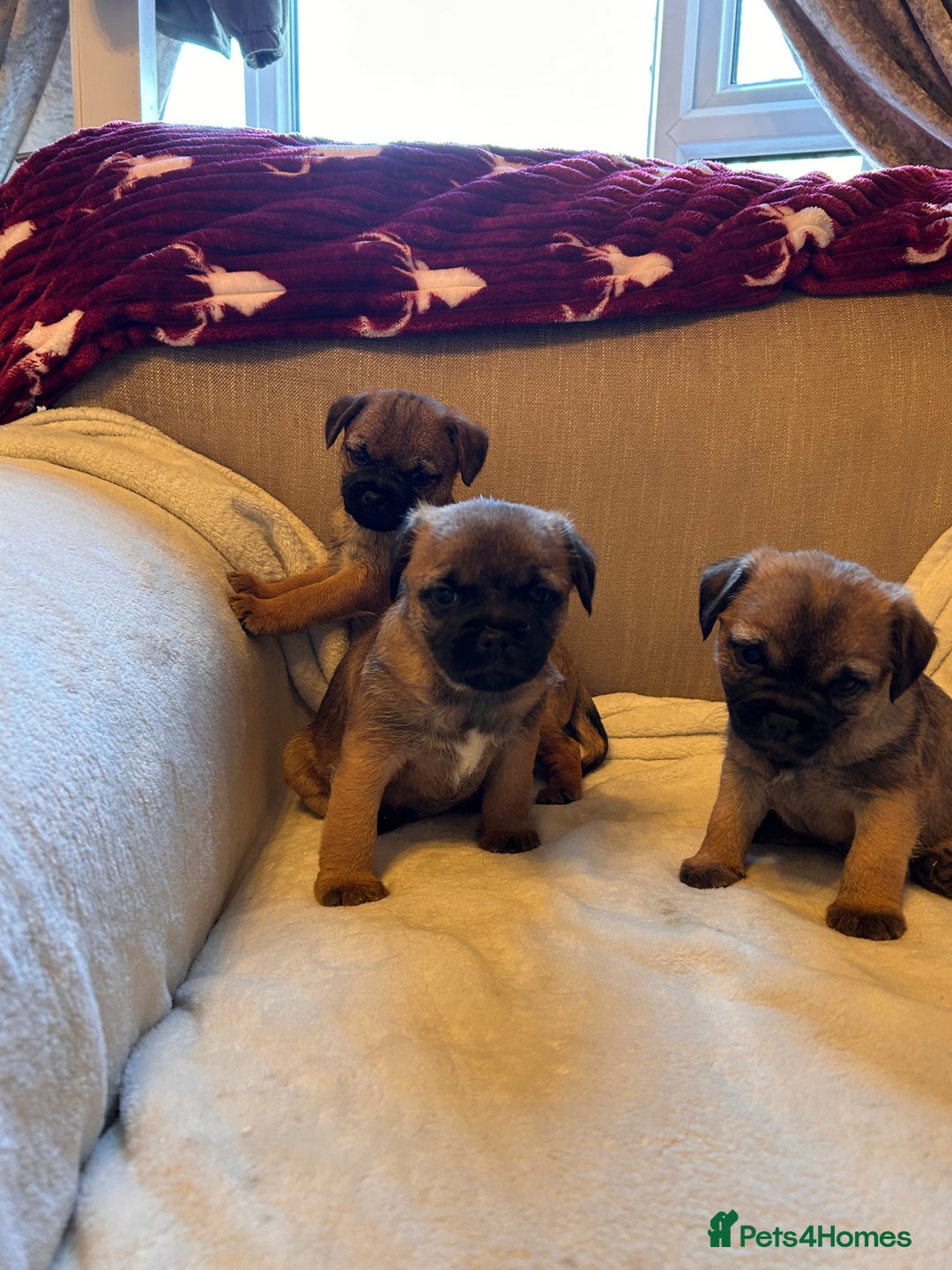 Border Terrier dogs for sale: Border terrier puppies for sale  - Image 16