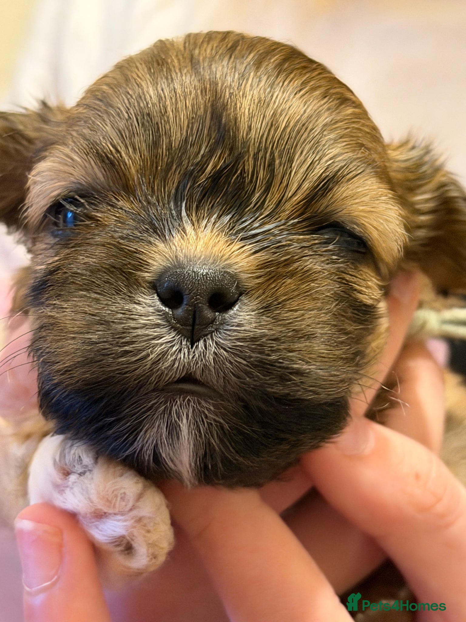 Lhasa Apso dogs 5 stunning boys available - Advert 1