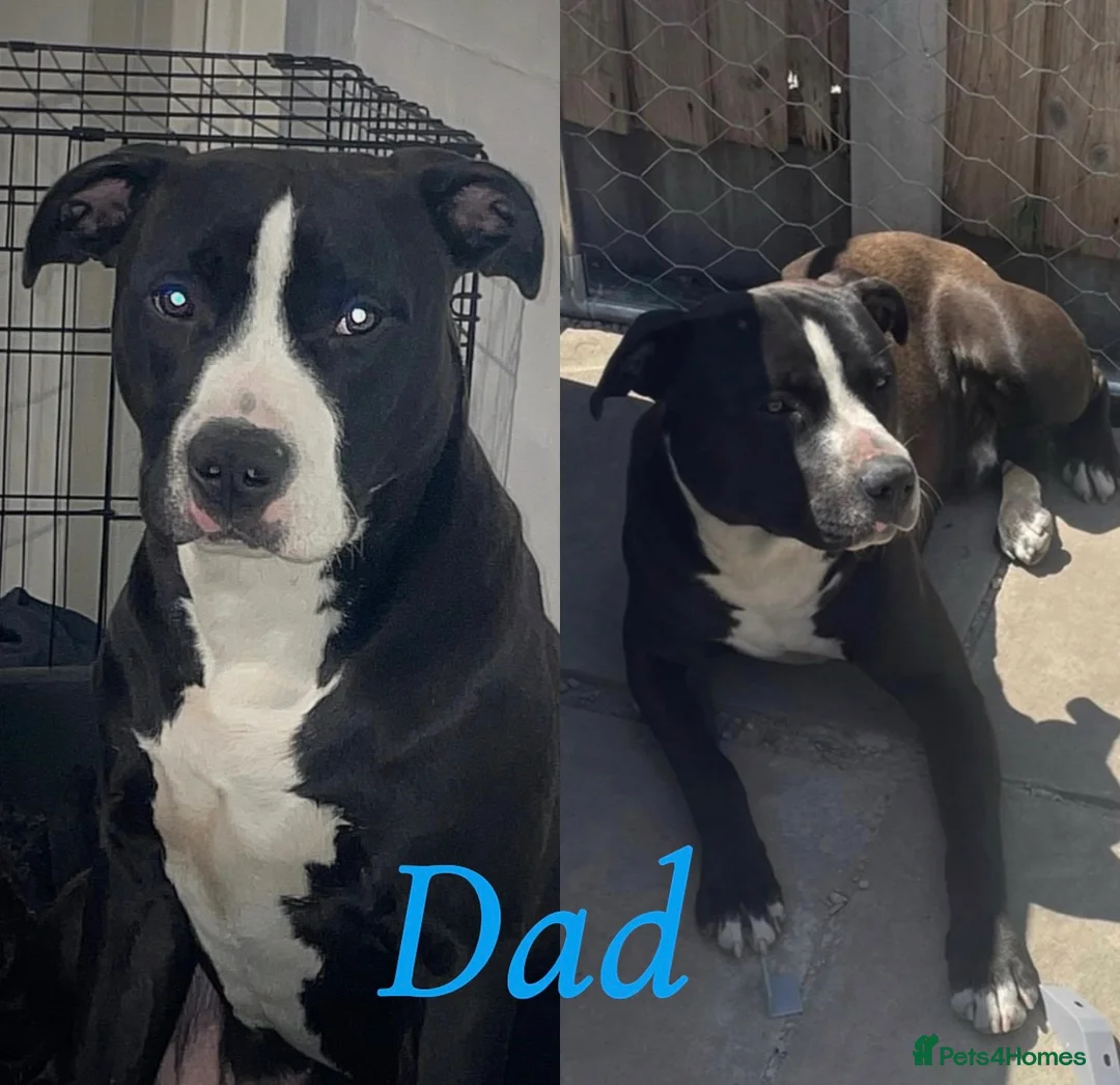 Mixed Breed dogs for sale: Old tyme English bulldog x - Advert 2