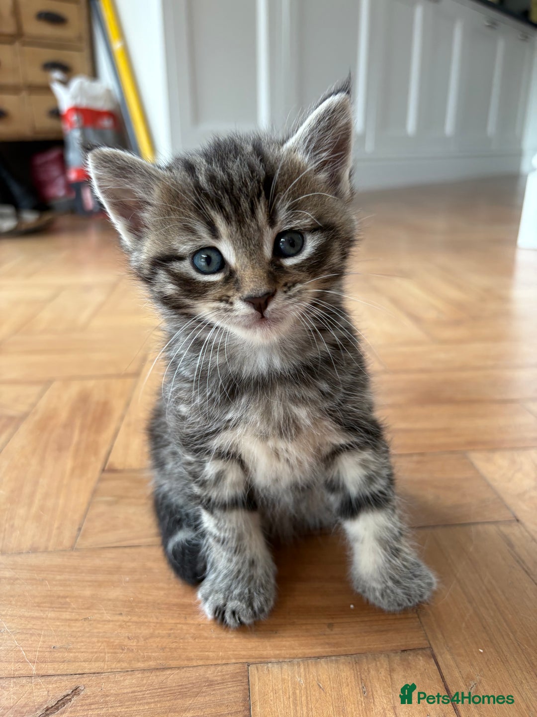 Maine Coon cats for sale: 1/2 Maine Coon kittens - Cardiff - Image 6