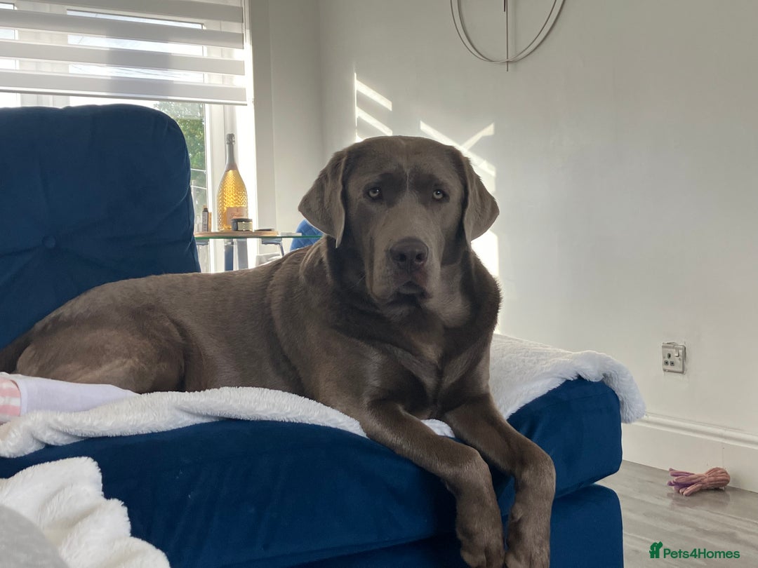 Labrador Retriever dogs for stud: Stunning silver Labrador for stud in Glasgow - Image 5