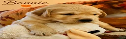Golden Retriever dogs for sale: KC Registered Goldens Raised In Our Family Home - Advert 22