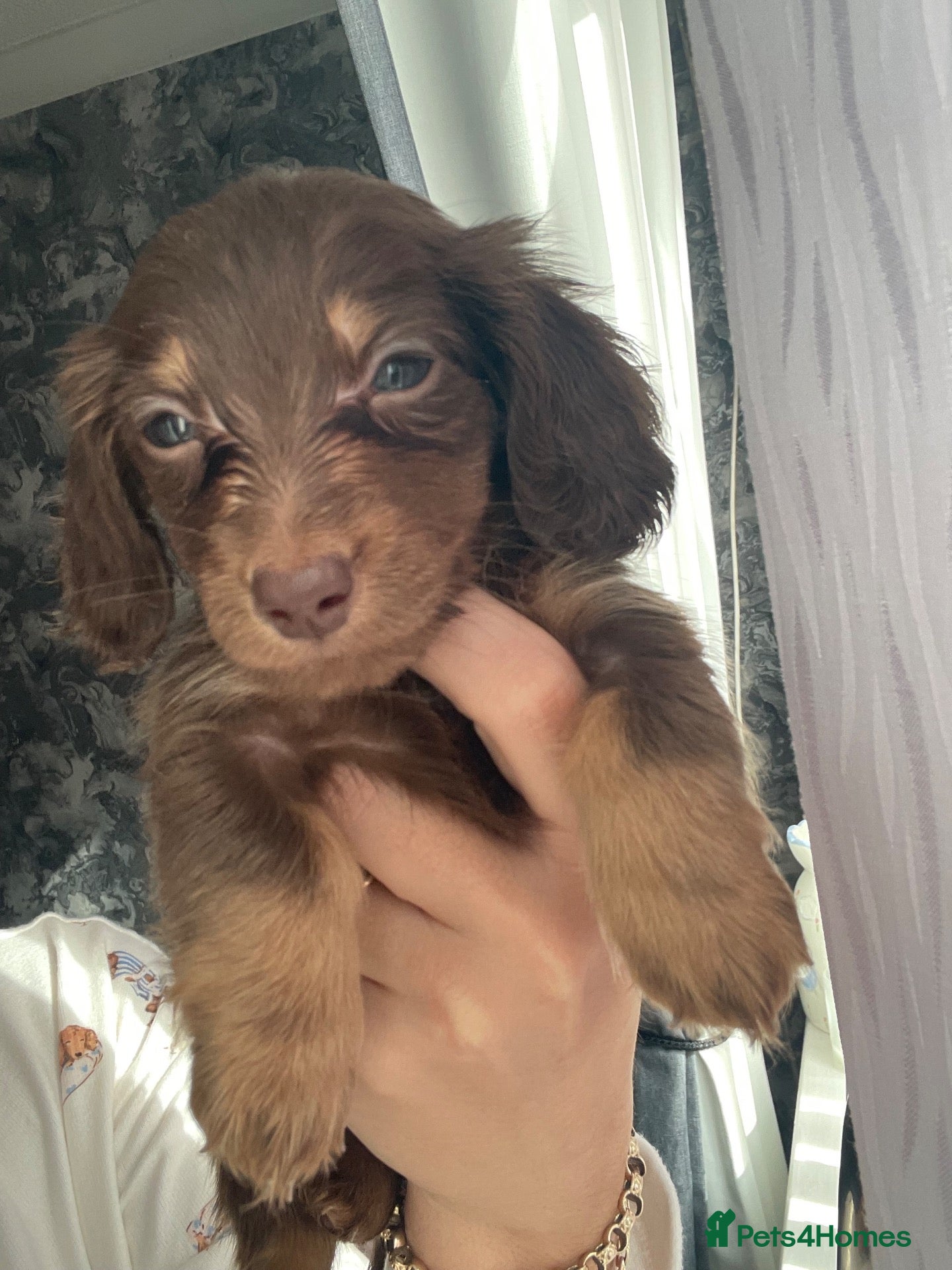 Miniature Dachshund dogs Fluffy miniature dachshund  - Advert 1