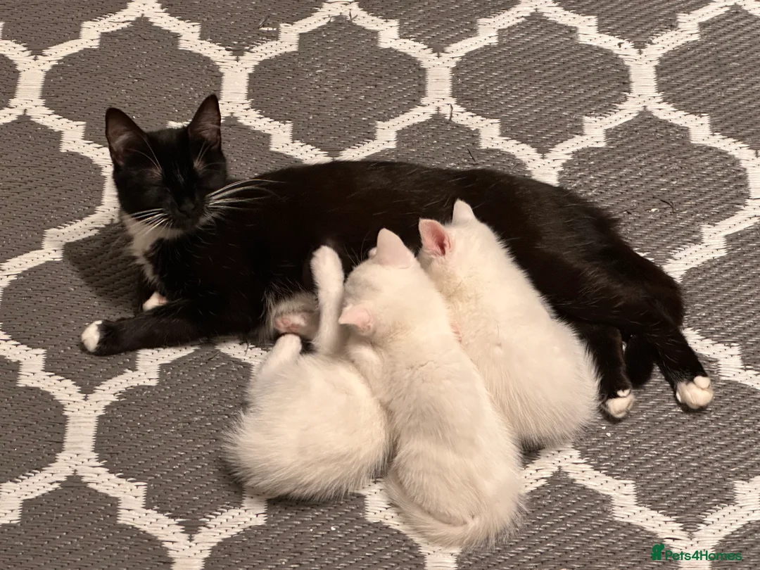 Mixed Breed cats for sale: Ready for loving home  in Boston - Advert 2