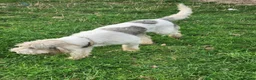 Basset Griffon Vendeen dogs for sale: Griffon grand bassets. Male - Advert 4