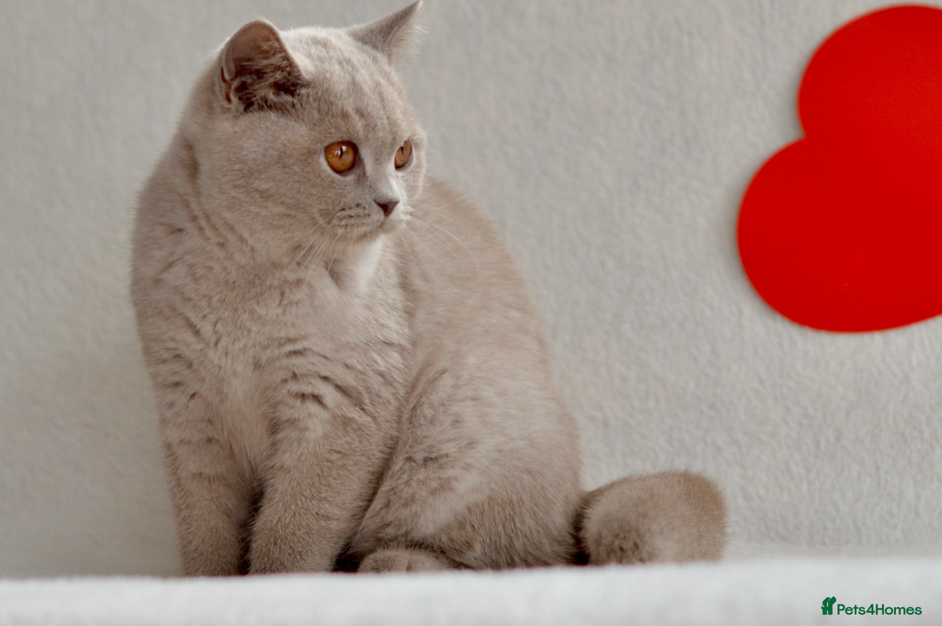 British Shorthair cats 5 beautiful kittens😻❤️ - Advert 2