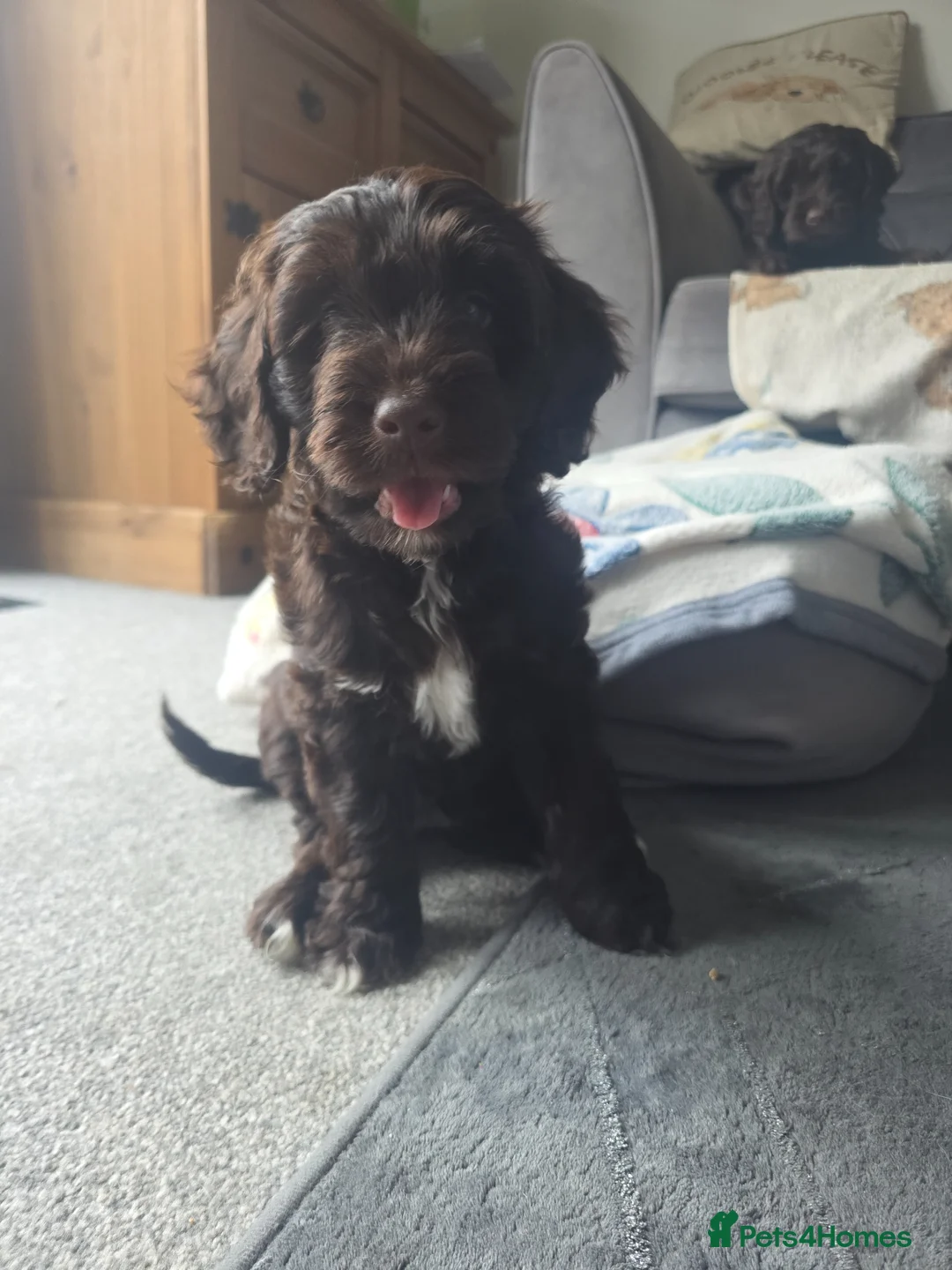 Cockapoo dogs for sale: SOLD ALL PENDING COLLECTION - Cockapoos  - Advert 2