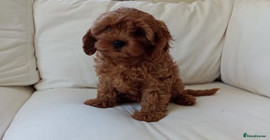 Cavapoo dogs - Advert 6