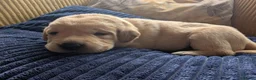 Labrador Retriever dogs for sale: Red fox Labrador puppies 4 male 3 female  - Advert 6