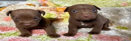 Patterdale Terrier dogs for sale: Quality Patterdale Pups Available  - Advert 4