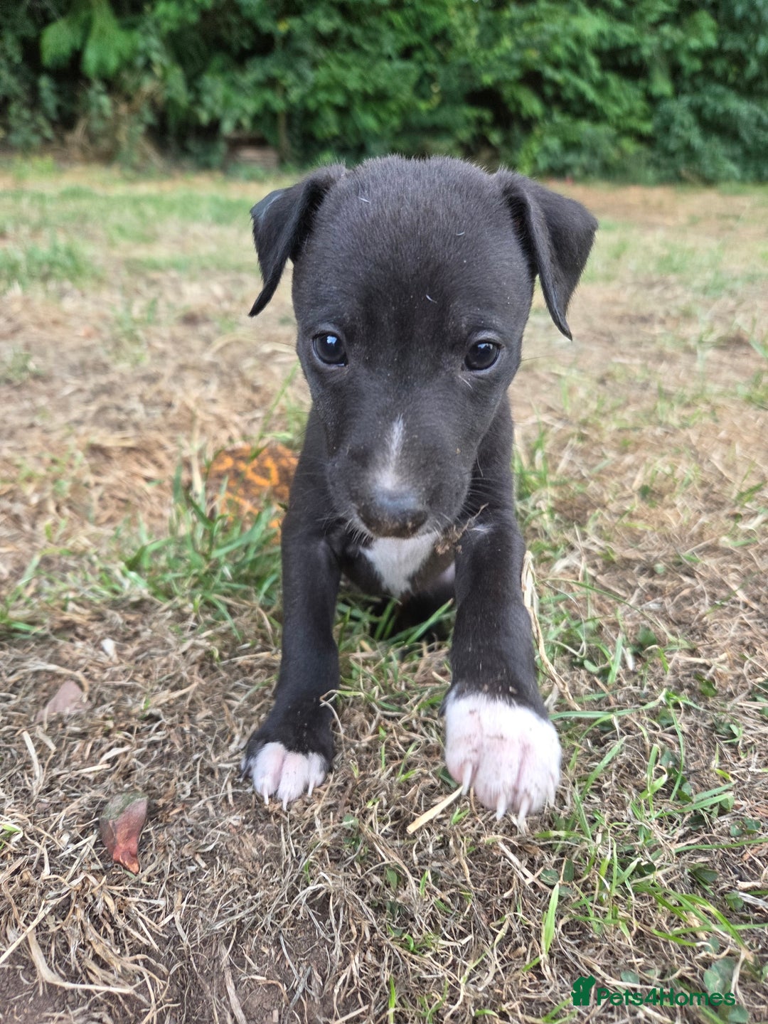 Whippet dogs for sale: 2 stunning purebred whippet ladies - Image 12