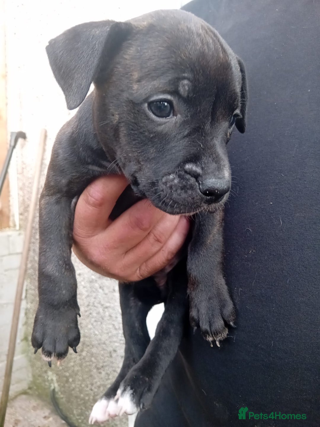 American Bulldog dogs for sale: Amercian Bulldog Pups 🐾  - Image 8