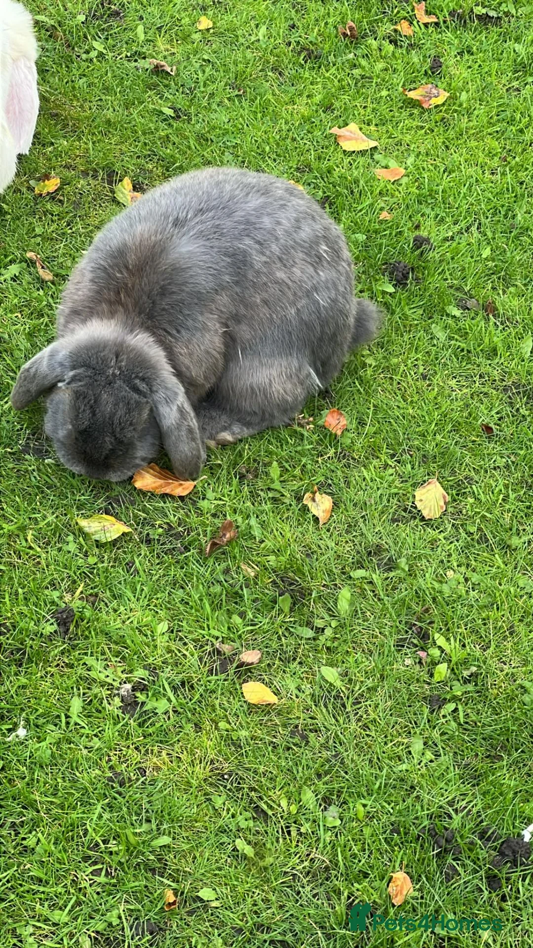 Mini Lop rabbits for sale: Mini loop - Advert 14