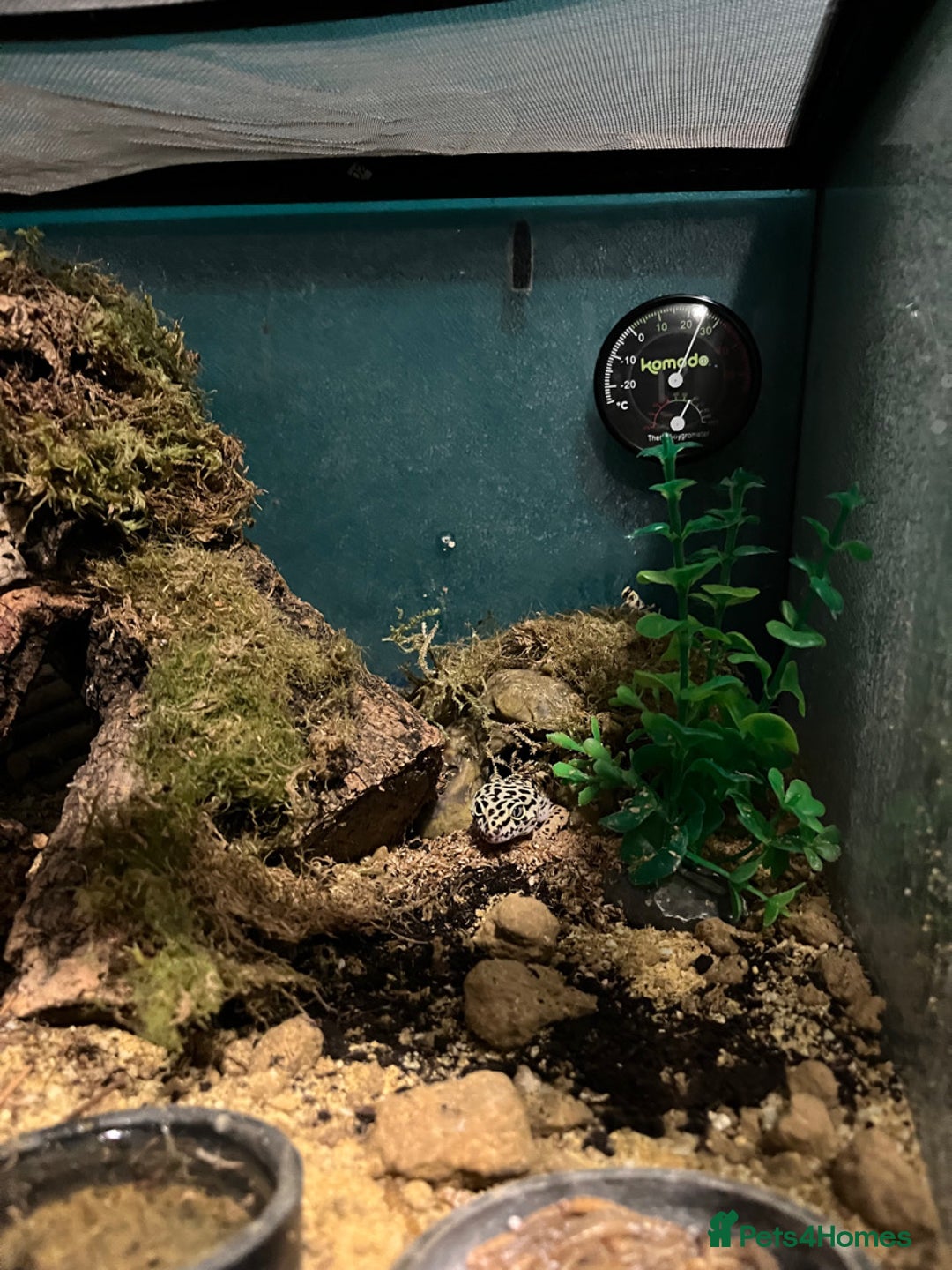 Gecko reptiles for sale: 2 leopard geckos  - Advert 5