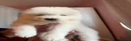 Samoyed dogs for sale: 🐾 Beautiful Samoyed Puppies Available 🐾 - Advert 15