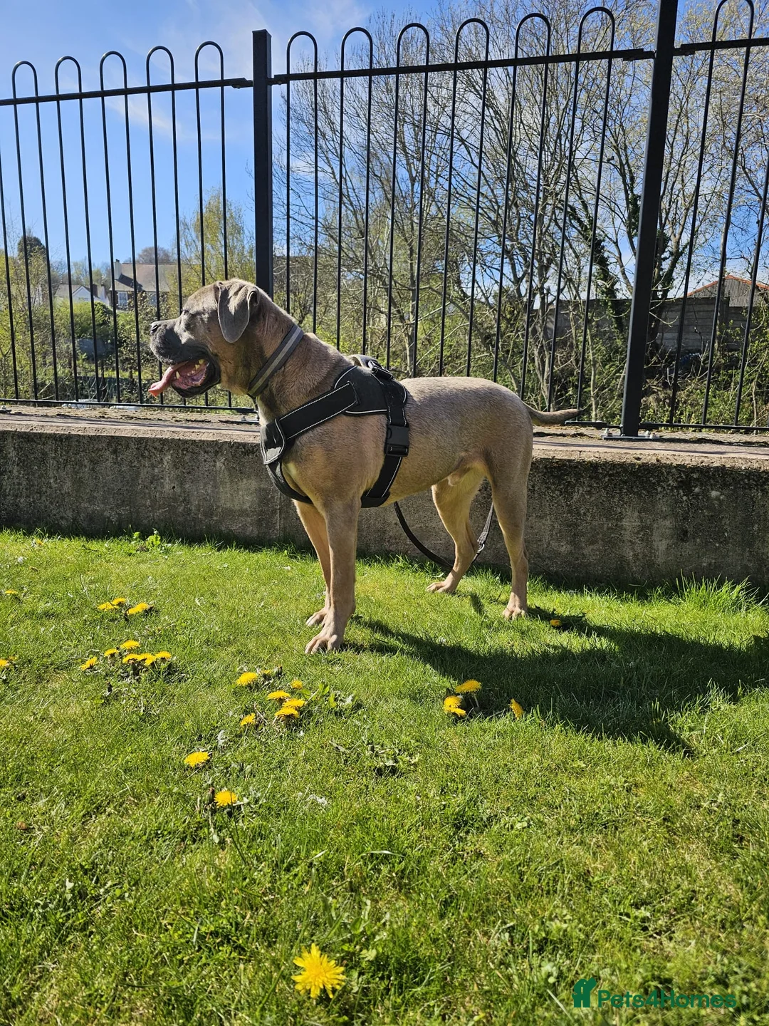 Cane Corso dogs for sale: Male Cane Corso Pup - Advert 11