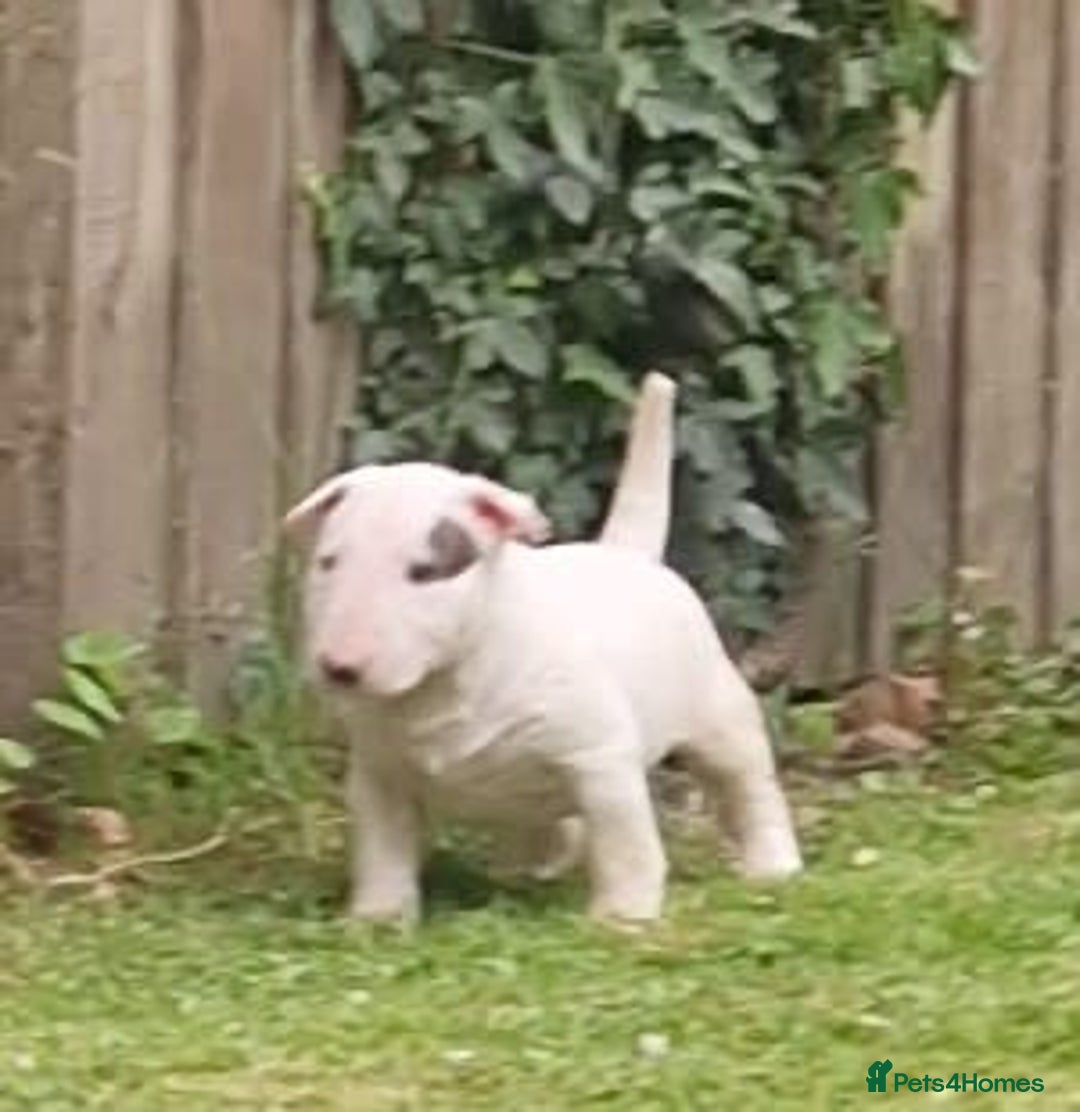 English Bull Terrier dogs for sale: English Bull Terrier Puppies - Image 5