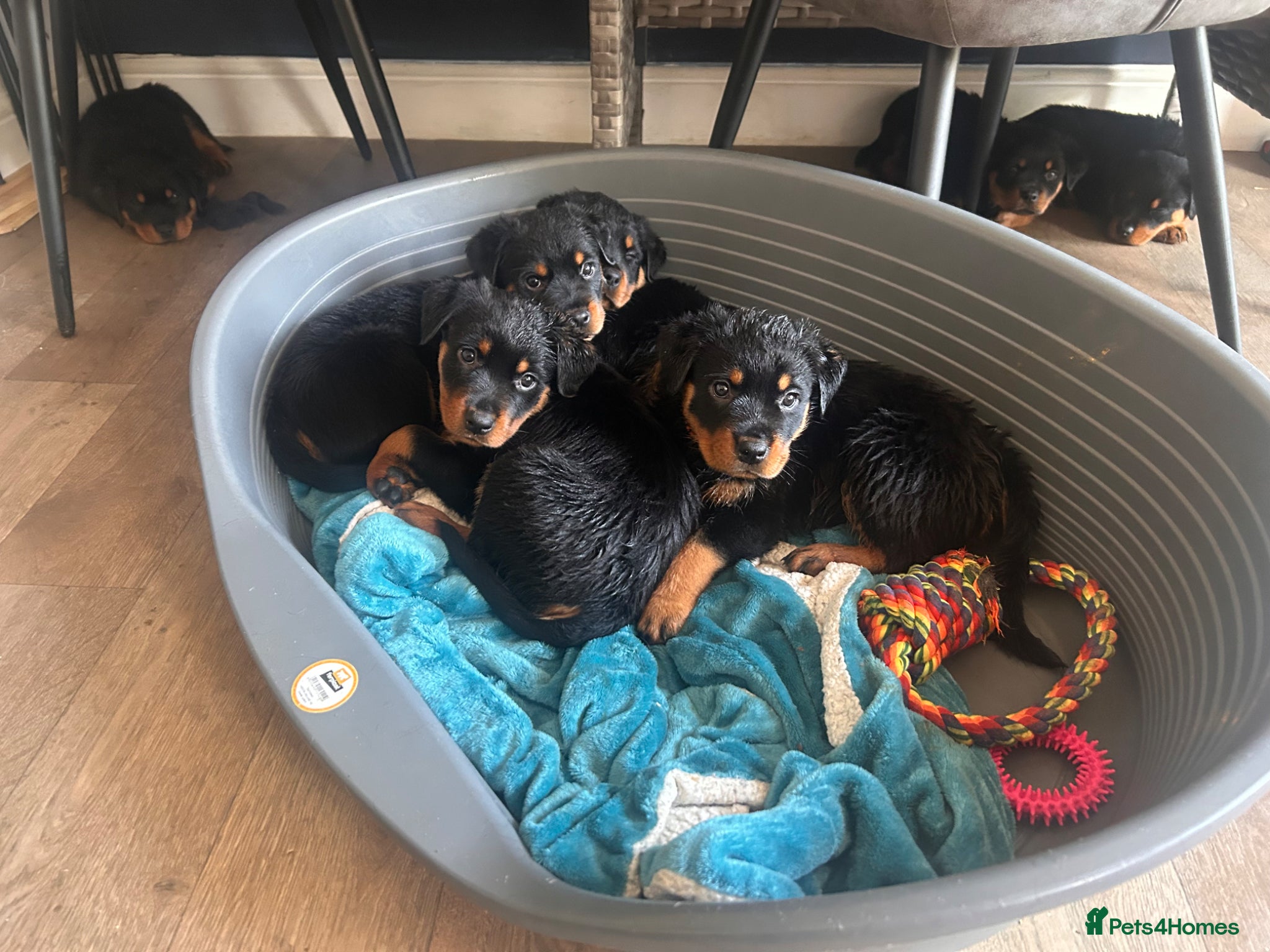 Rottweiler dogs for sale: Pure breed Rottweiler puppies for sale - Advert 1