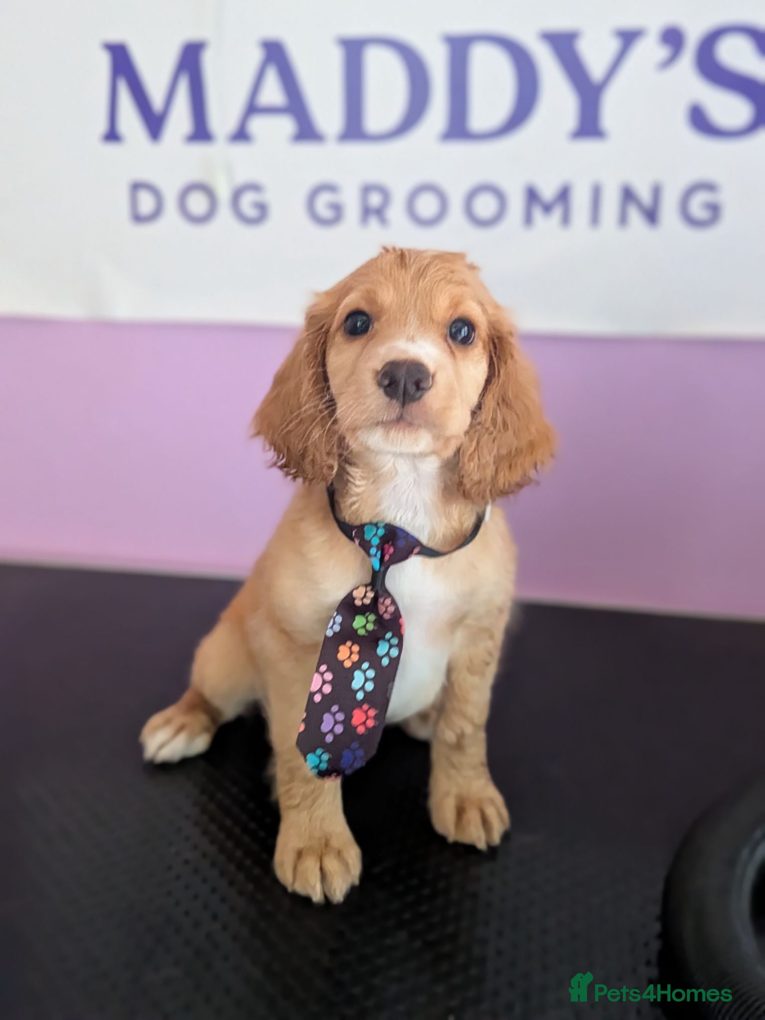 Cocker Spaniel dogs 1 Golden working cocker spaniels READY FRIDAY  - Advert 12