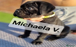 Cane Corso dogs for sale: Champion-Bloodline Cane Corso Puppies  - Image 8