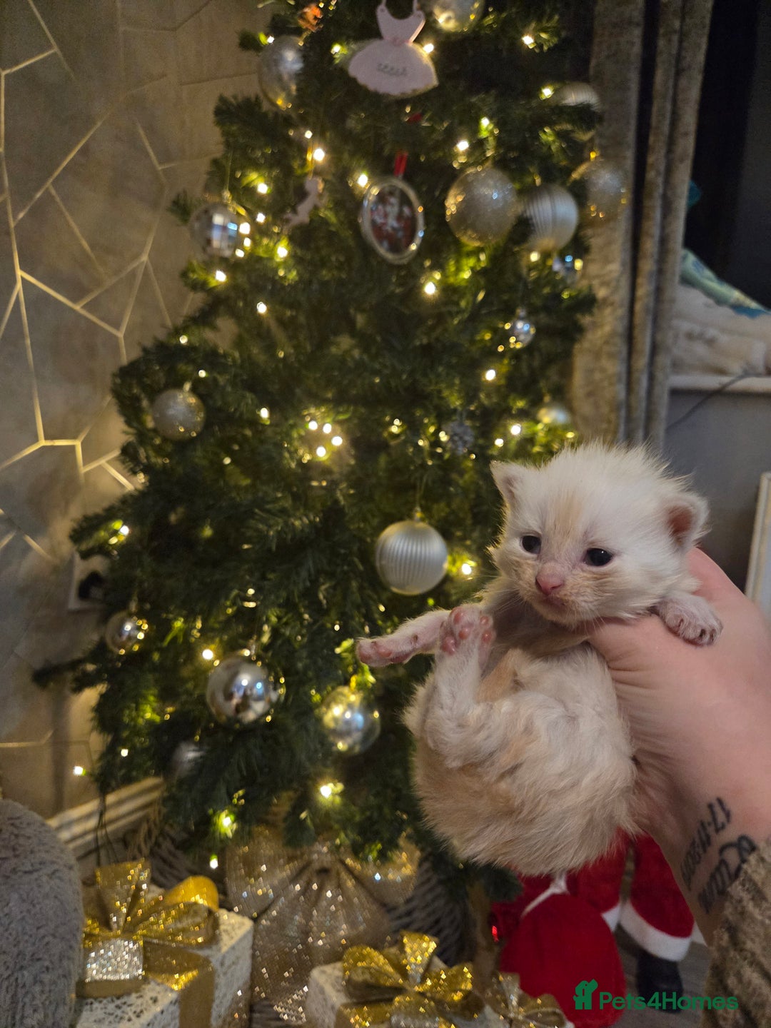 Maine Coon cats for sale: TICA registered MaineCoons 😸  - Advert 18