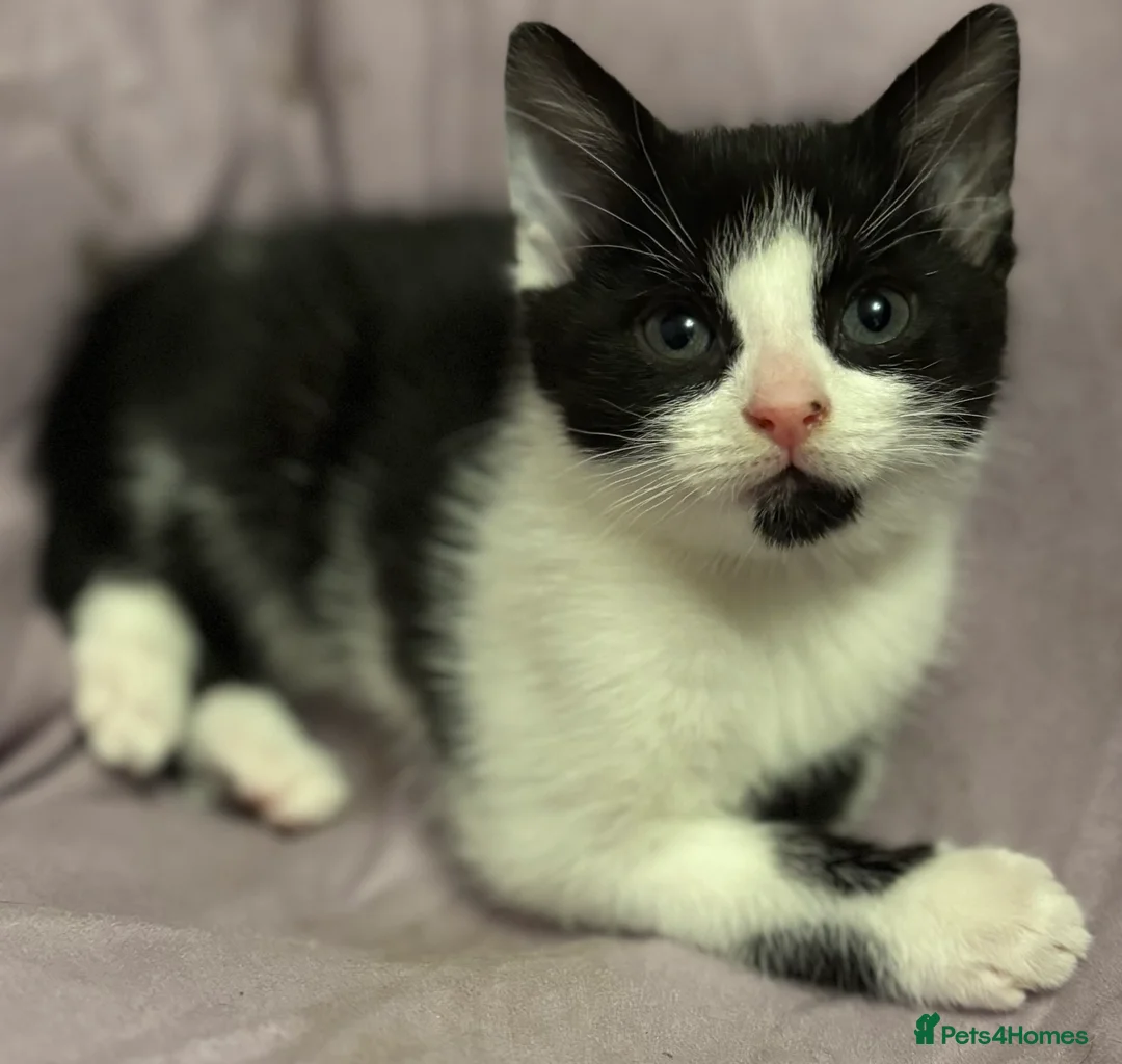 Mixed Breed cats for sale: Kittens 2brothers left READYTODAY Mainecoon x 🐈 - Advert 3