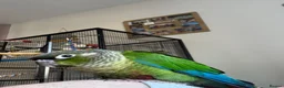 Conures birds for sale: Green cheek conure in Derby - Advert 2