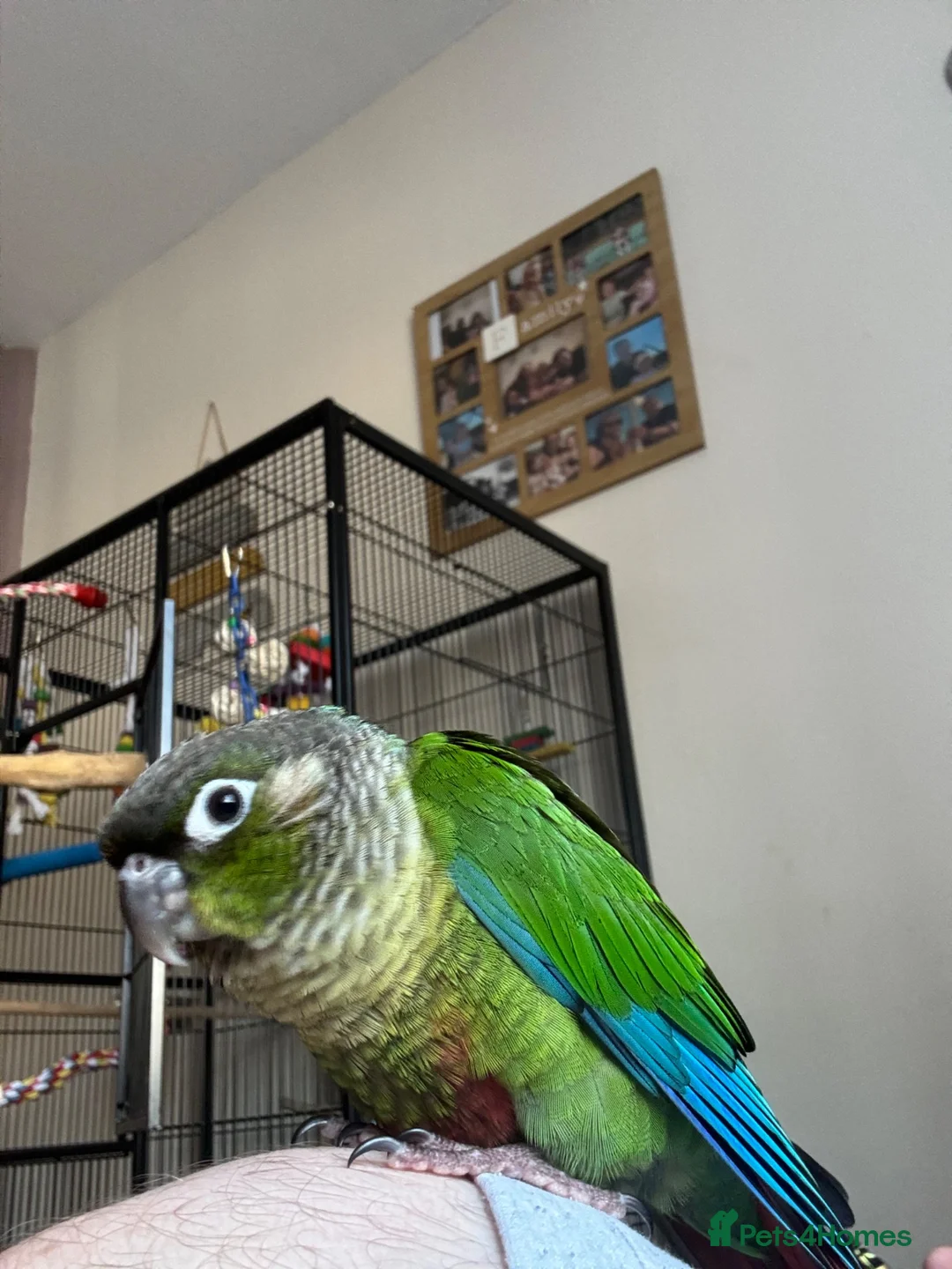 Conures birds for sale: Green cheek conure in Derby - Advert 2