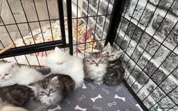 Persian cats for sale: Persian x kittens , 2 separate litters - Advert 25