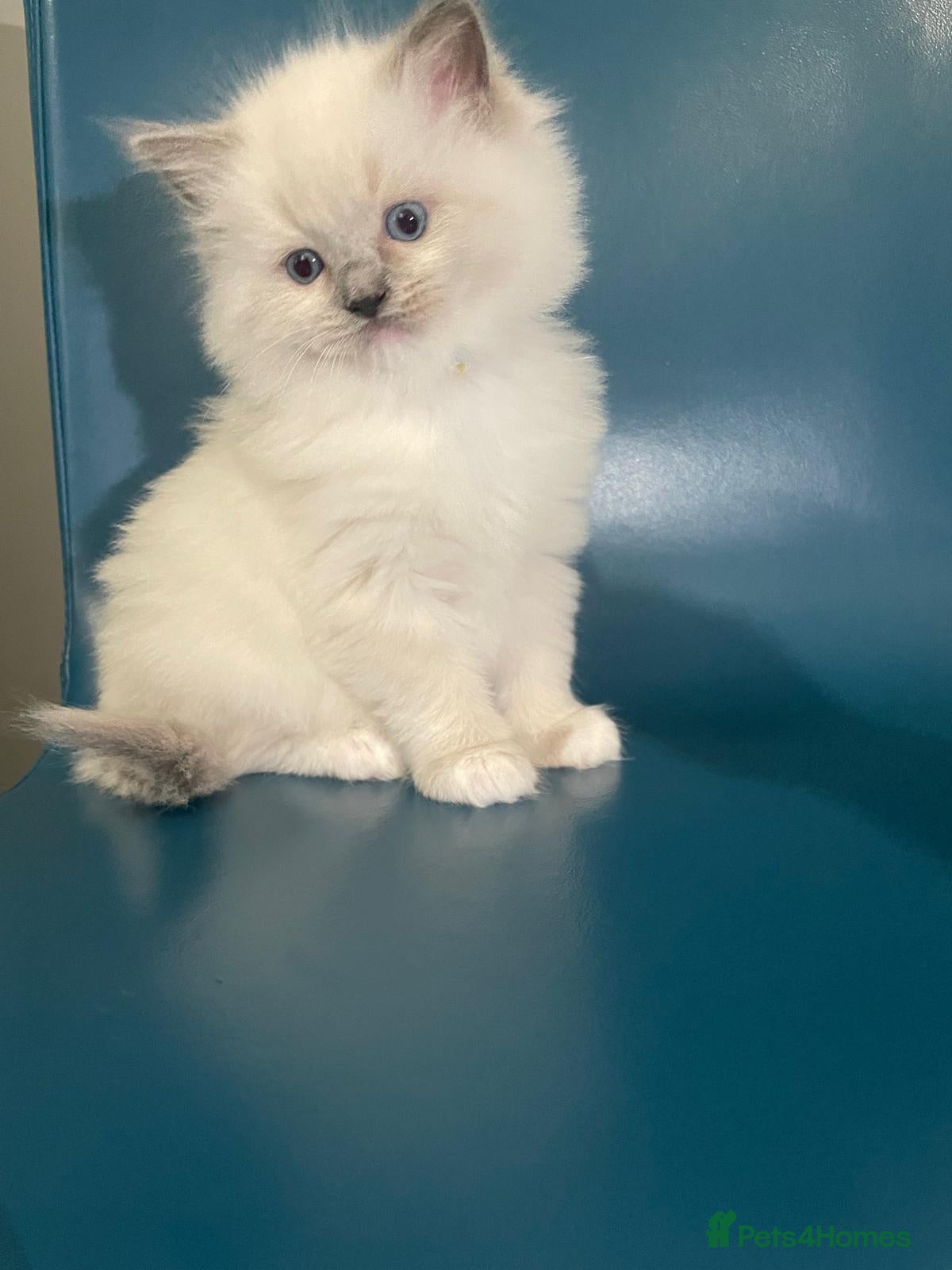 Ragdoll cats 🌟🐱 1 Beautiful Boy left BluePoint Ragdoll 🌟 - Advert 2