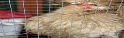 Chickens poultry for sale: Polish Frizzle Rooster - Advert 4