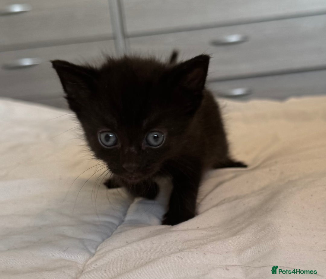 Mixed Breed cats for sale: 3x black kittens for sale  - Image 11