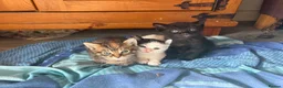 Mixed Breed cats for sale: 4 beautiful kittens for sale  - Advert 9