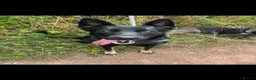 German Shepherd dogs for sale: German shepherds - Advert 1